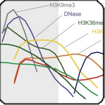 chromatin