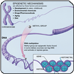 NIH: A Scientific Illustration of How Epigenetic Mechanisms Can Affect Health